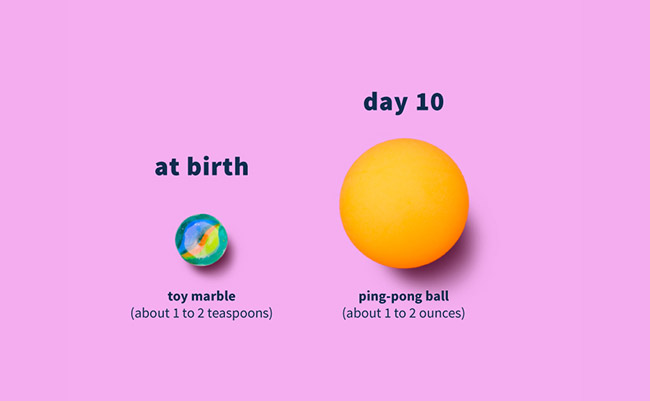 Illustration of the size of a baby's stomach at birth and at day 10